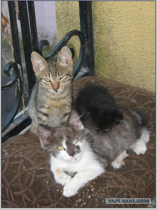 Котейка