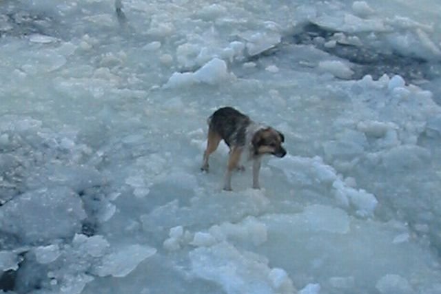 Пёс провёл на льдине 4 дня