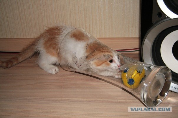Начинаем котовторник!