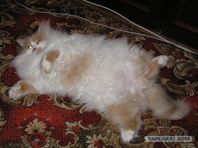Первый котовторник июля
