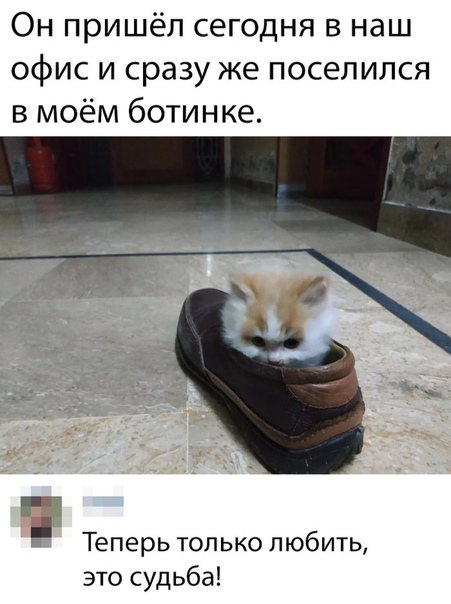 Котопесия блог