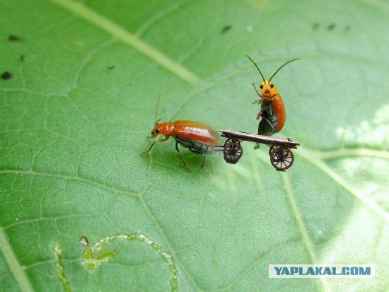Он как бы нам машет?