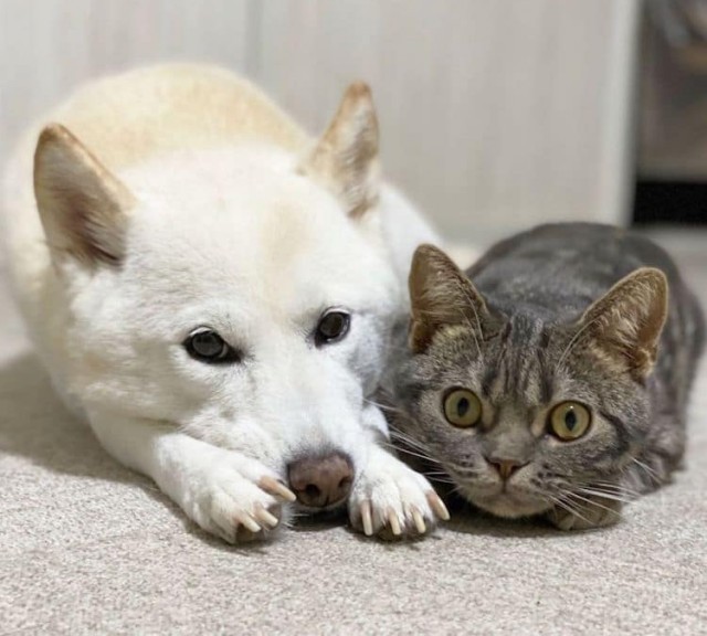 Очаровательная кошка думает, что она собака, как и сиба-ину, с которыми она живёт 11 фото