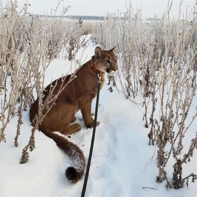 Эти забавные животные