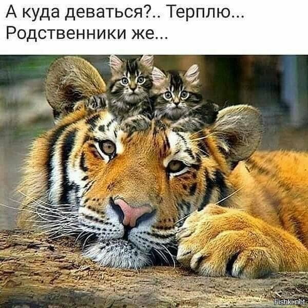 Юмор в картинках 16.11.20