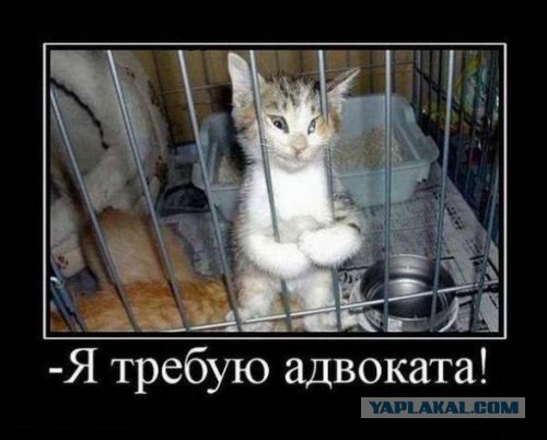 Как отключить кошку
