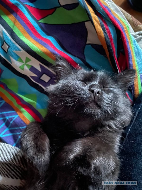 Вторник. Котэ. Пора