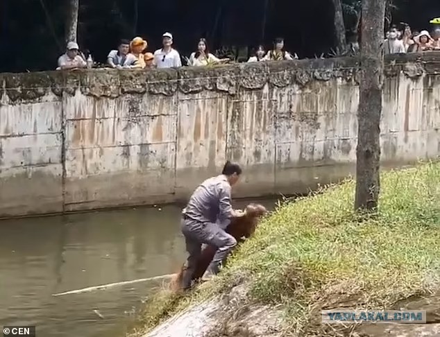 Мужчина вытащил из воды тонущего орангутана и сделал ему массаж сердца