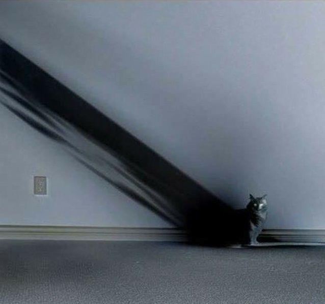 Кот
