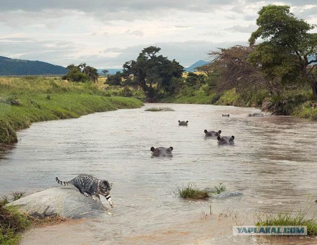 Приключения кота в Африке!
