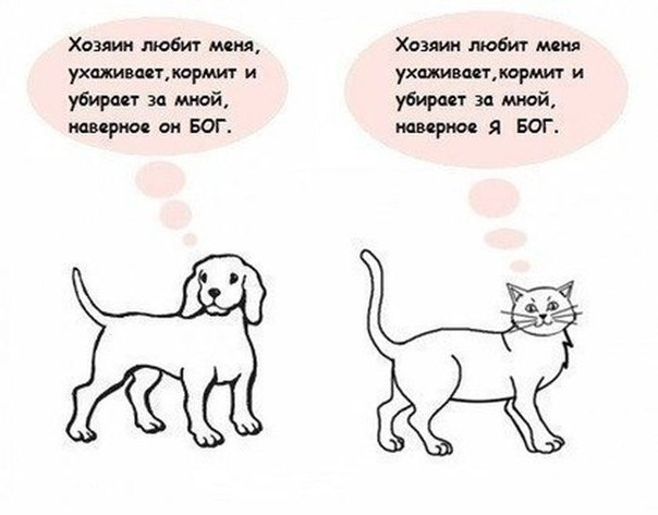 Ну вот и я стал собакохозяином