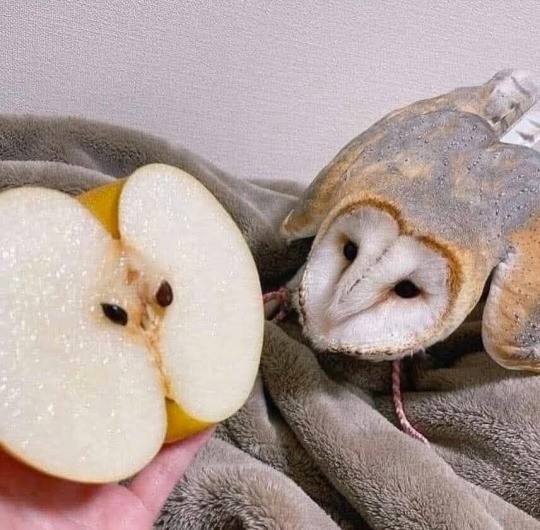 Картиночки, баянчики 10 декабря