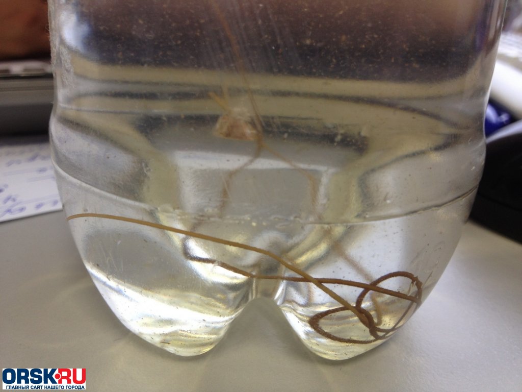 Червячки в водопроводной воде. Черви в воде. Черви в воде. Черви в воде. Черви в воде.