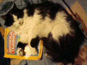 Коты ученых