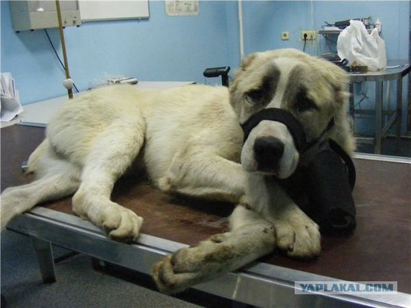 Спасенные собаки