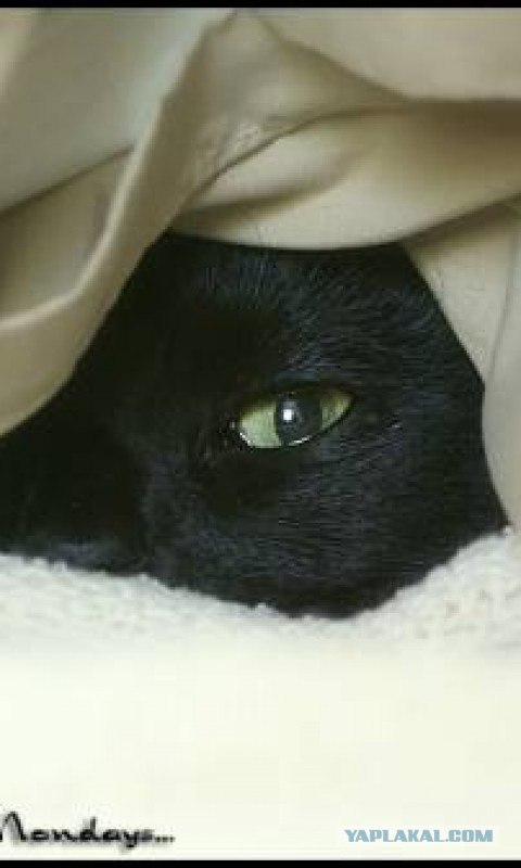 Мания подглядывания