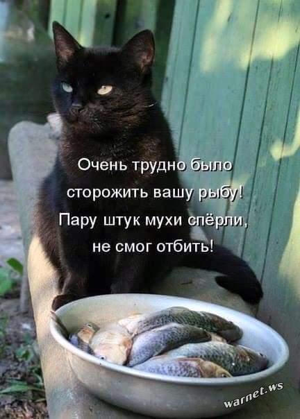 Котики и буквы