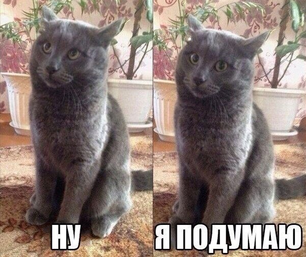 Известные котомемы.