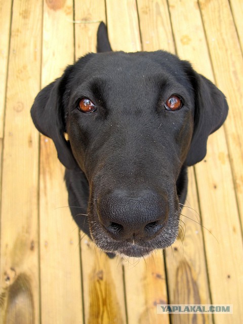 Собакочетверг