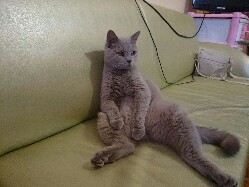 Котовторник 17.05.2016