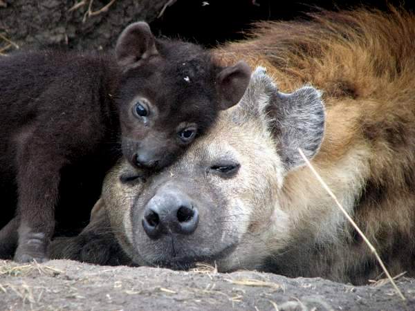 Трогательнейшие семейные сцены из мира животных