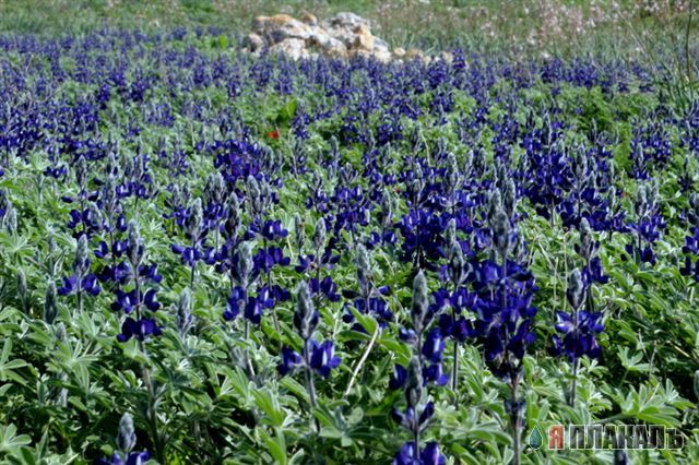 Пустыня Негев