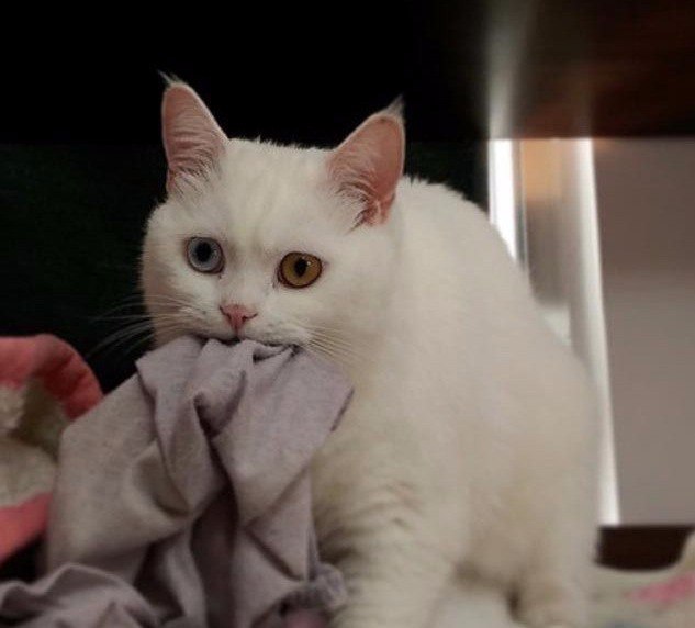 24 кота, которые подняли дерзость на новый уровень