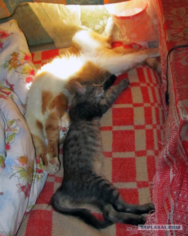 Котовторник 13.03.2018