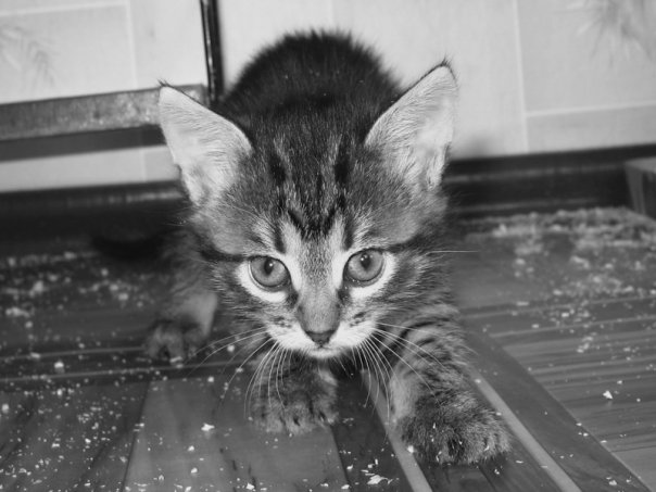 Котовторник на ЯПе (11.03.08)