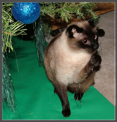 Новогодний КОТОВТОРНИК!