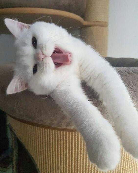 Прикольных котов пост