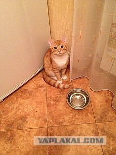 Котовторник 24.04.2012