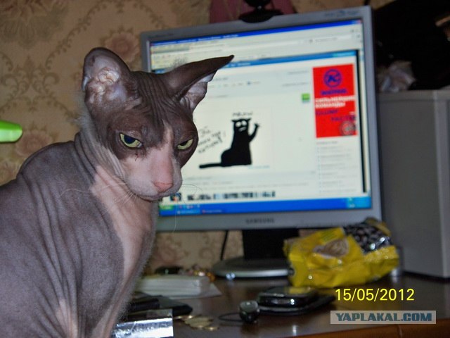 Сегодня котовторник, а котиков все нет