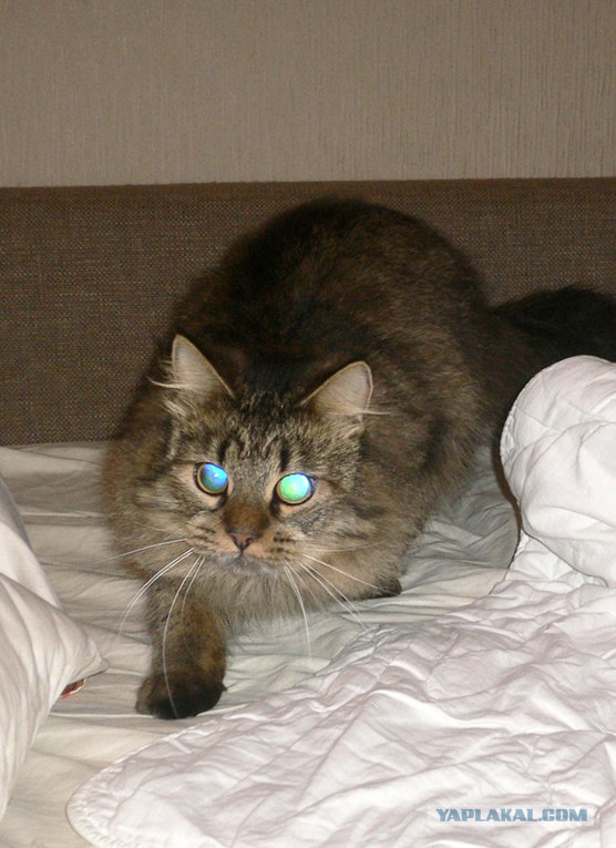 Котовторник 31.07.2012 г.