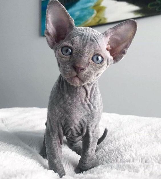 Забавные фото котеек