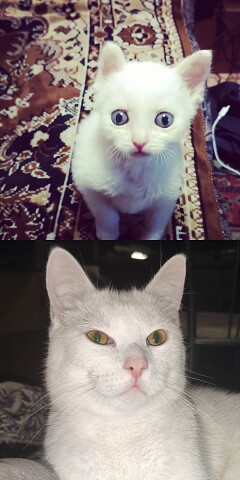 Котики. Было - стало