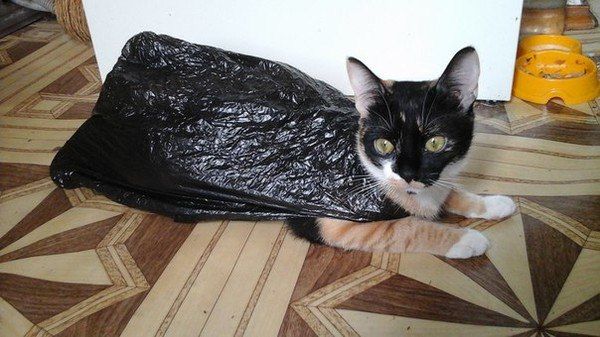 Эти забавные животные