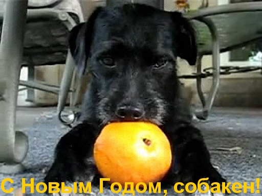 Собака апельсин жувака