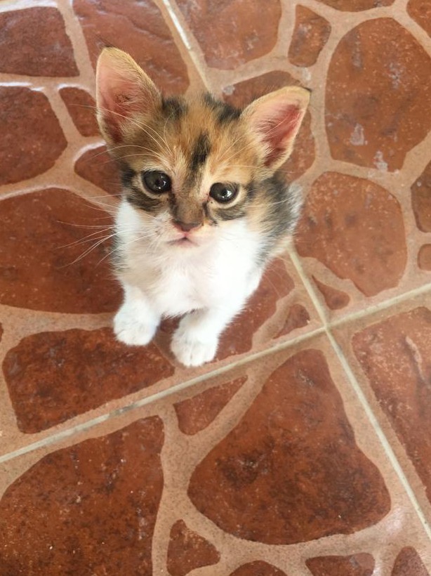 Котовторник так котовторник