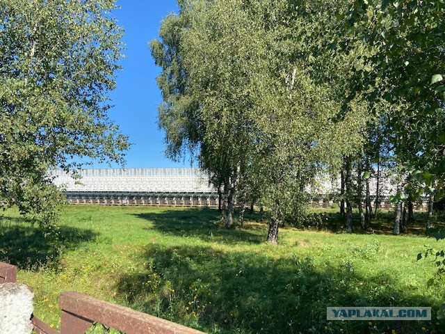 Пандемия съехавших крыш - разновидности болезни. Россия и мир. Часть 41.