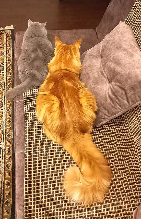Вторник, сэр кот