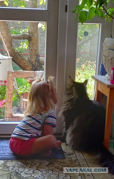 Небольшая подборка мейн-кунов к котовторнику