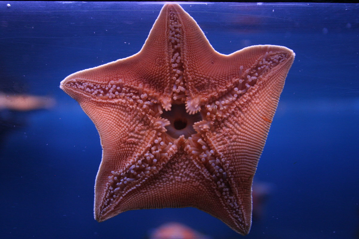 Тело морской звезды. Лучевая симметрия иглокожих. Иглокожие морские звезды. Иглокожие звезда. Иглокожие Фортунатова.