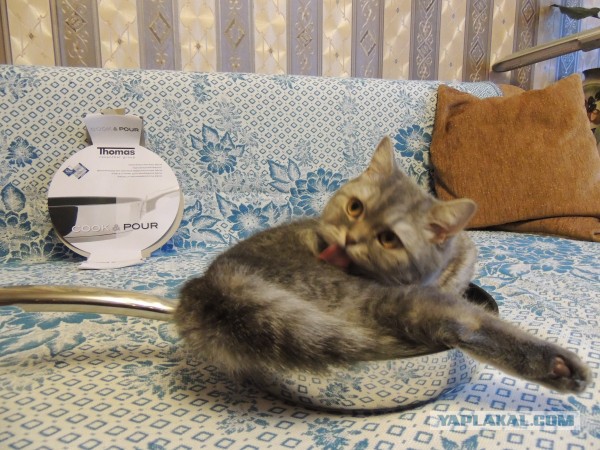 Котовторник 29.10.2013