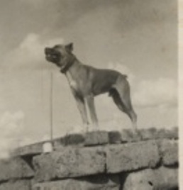 О, my dog