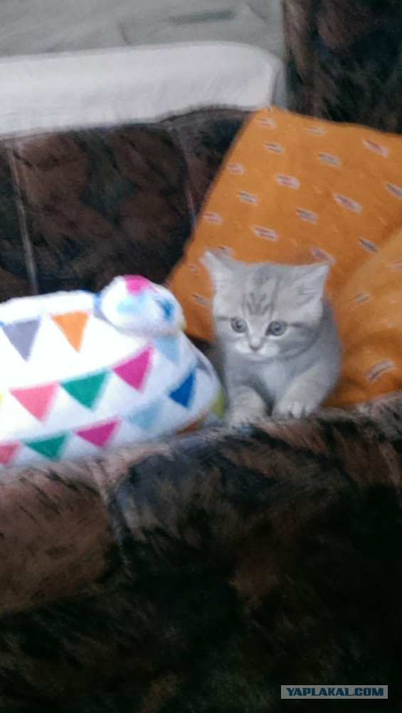 Зверюга!