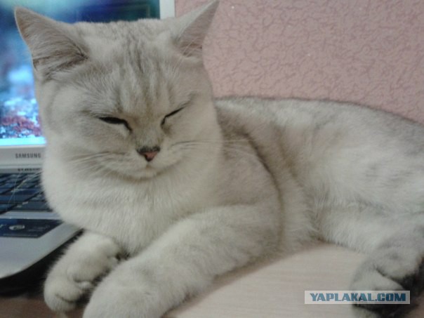 Вот такая кошечка..