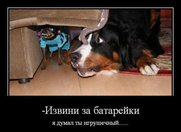 Смешные картинки
