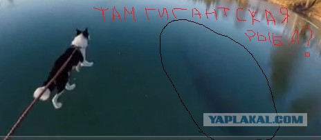 По льду