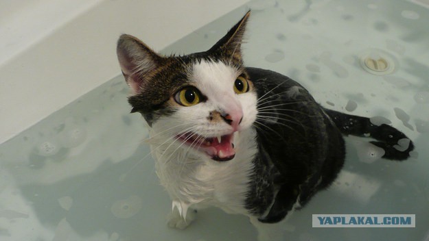 Котовторник 27.01.2015